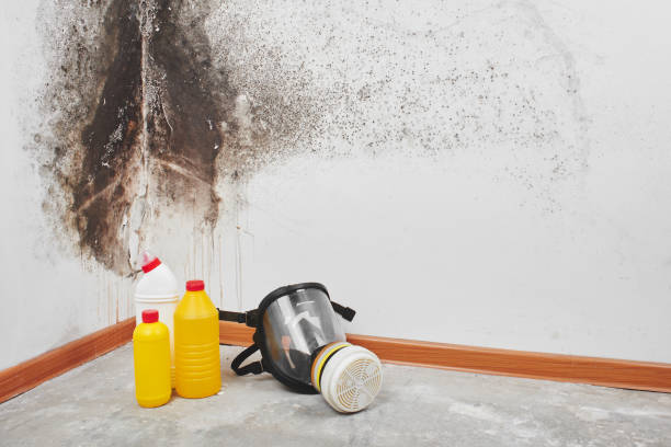 Best Home Mold Removal  in Kahaluu, HI