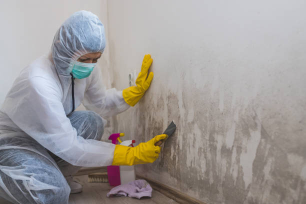 Best Mold Cleaning Services  in Kahaluu, HI