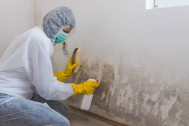 Best Attic Mold Removal  in Kahaluu, HI