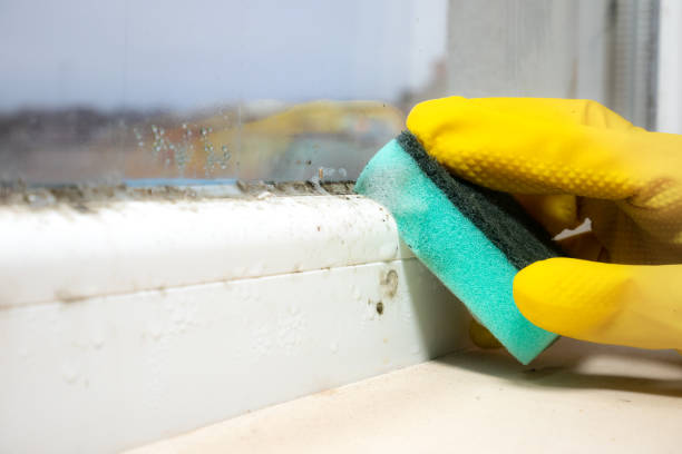 Best Mold Cleaning Services  in Kahaluu, HI