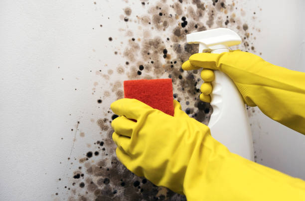 Best Mold Damage Repair  in Kahaluu, HI