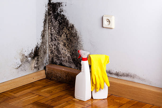 Best Office Mold Removal Services  in Kahaluu, HI