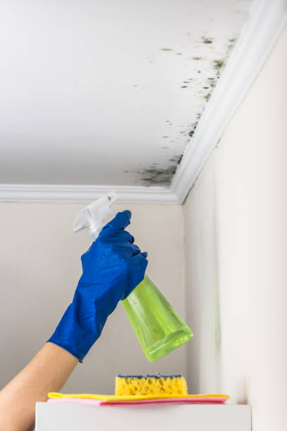 Best Certified Mold Removal  in Kahaluu, HI